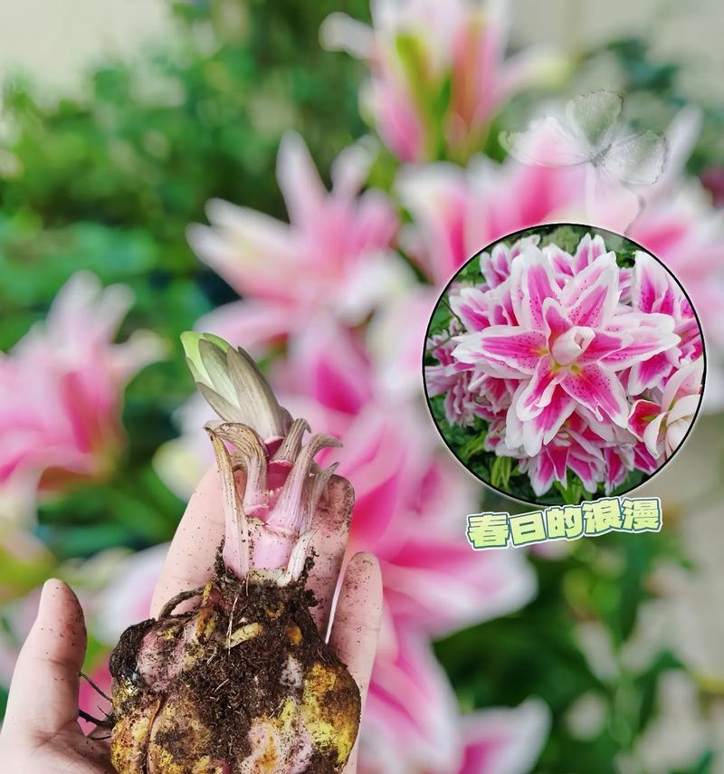 新鲜的百合花花语代表什么？