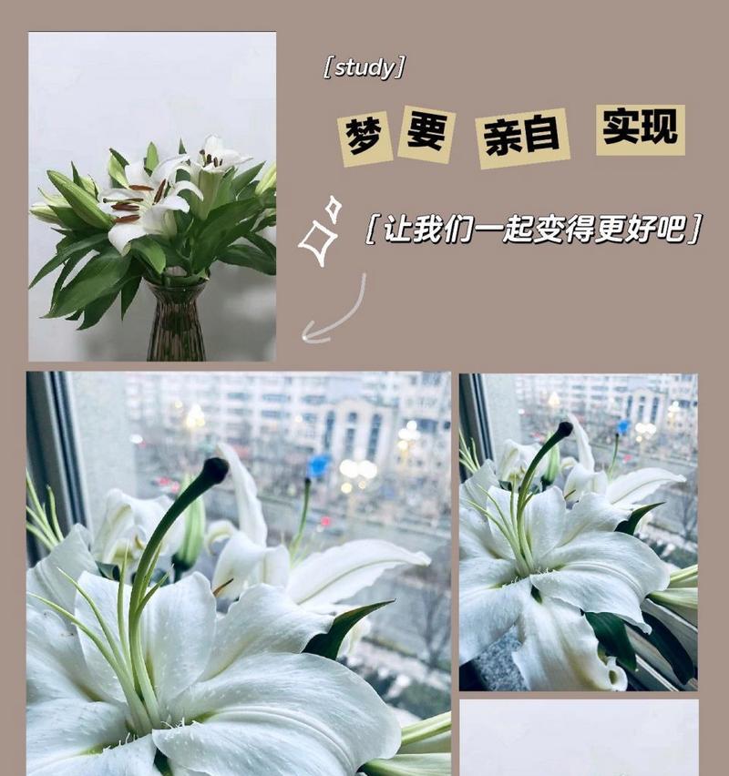 新鲜的百合花花语代表什么？