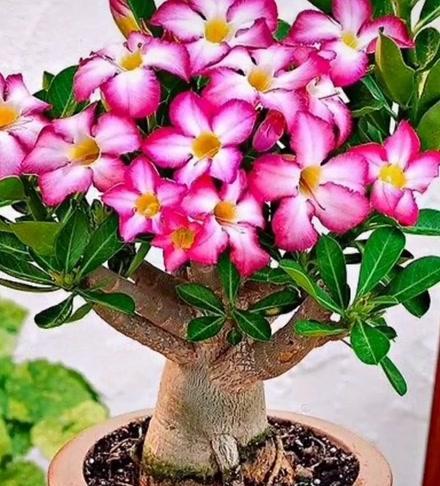 粉色大仙人掌花的养护要点是什么？