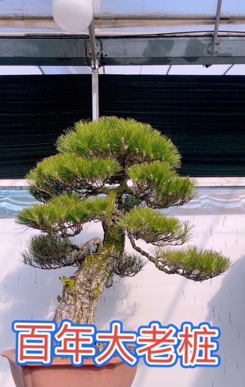 憨厚的花语通常表达什么情感？