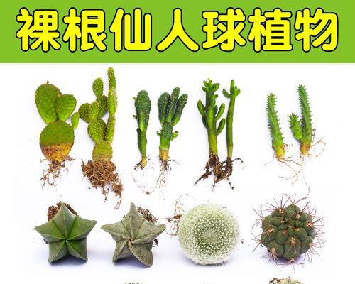 新长出的仙人掌盆栽修剪方法？