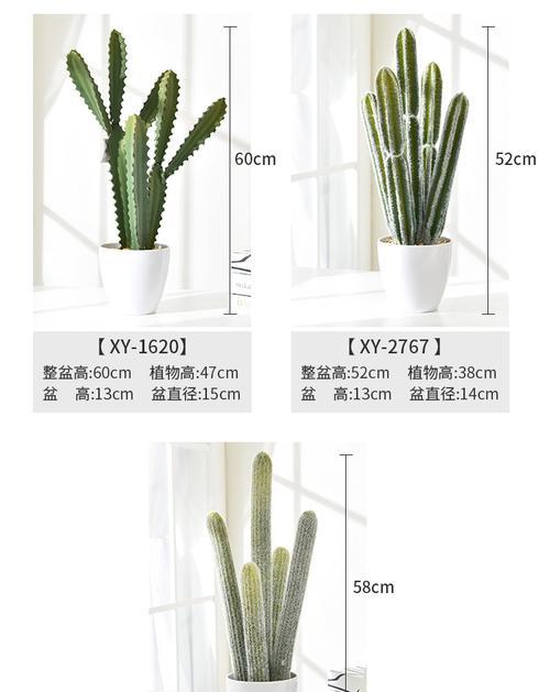 新长出的仙人掌盆栽修剪方法？