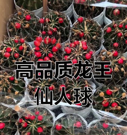 龙王仙人球是否耐肥？如何正确养护？