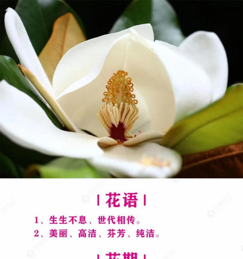 玉兰花花语含义是什么呢？玉兰花的寓意有哪些？