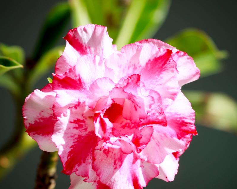 玫瑰花属于哪类植物？