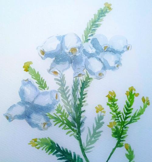 白石楠花的象征意义是什么？