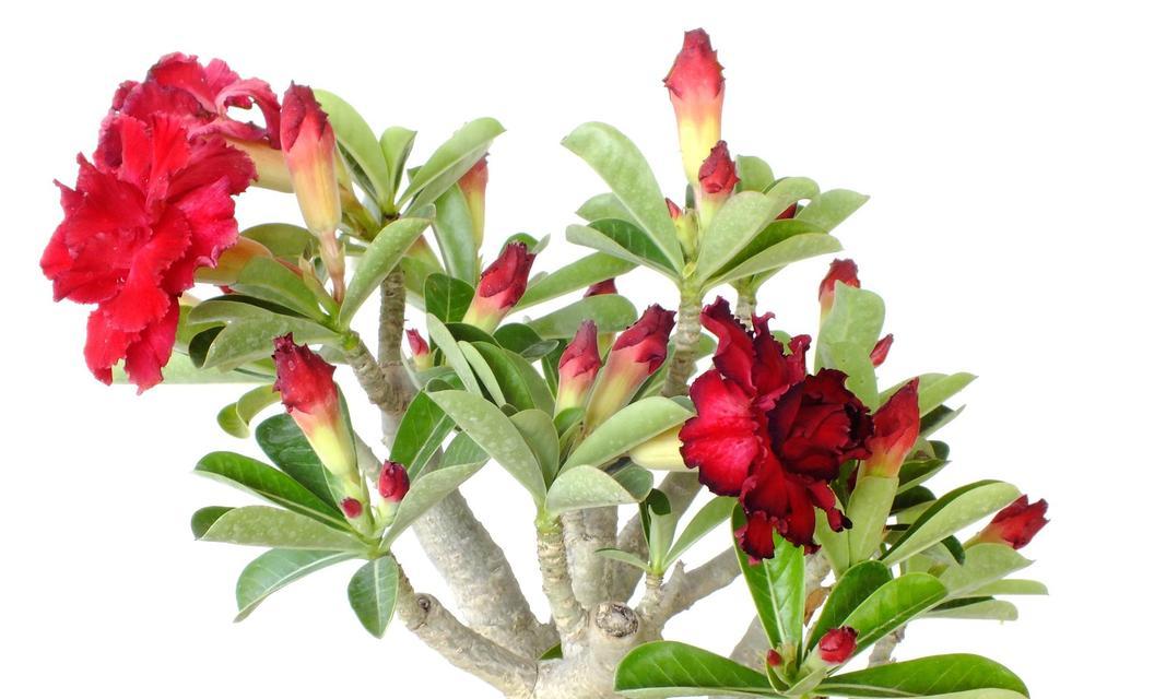 玫瑰花属于哪类植物？