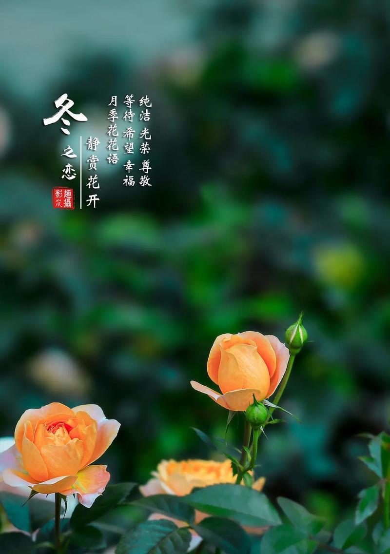 月季花的花语有哪些含义？