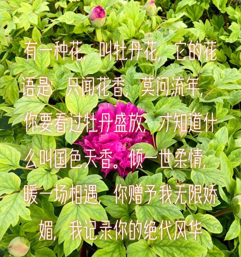 哪种花的花语象征着美食？它的寓意是什么？