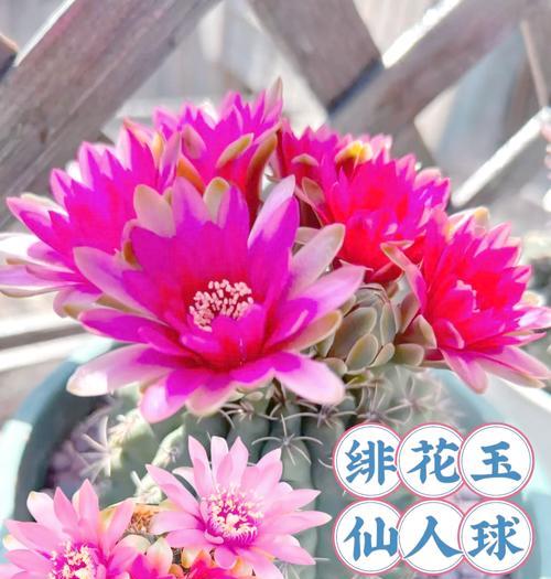 红花火焰仙人球的正确养护方法是什么？