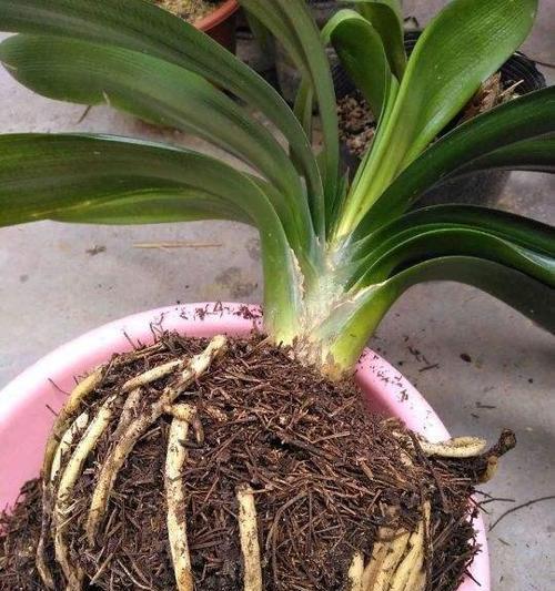 黑料怎么浇君子兰水好不好？使用黑料的正确方法是什么？