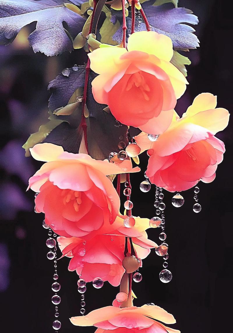 海蓝之谜鲜花象征着什么？它的花语是什么？