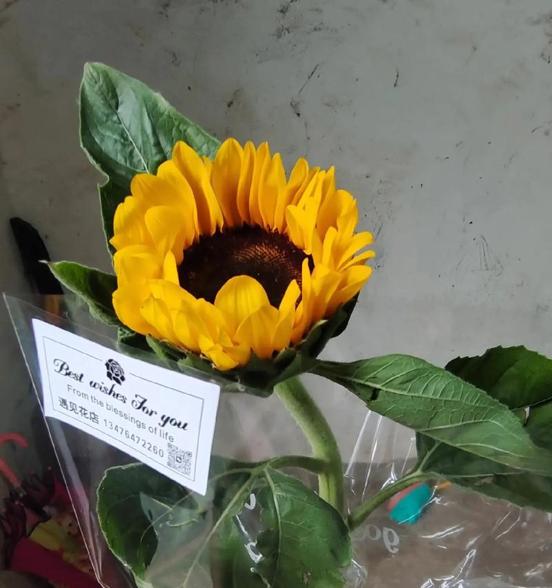 海蓝之谜鲜花象征着什么？它的花语是什么？
