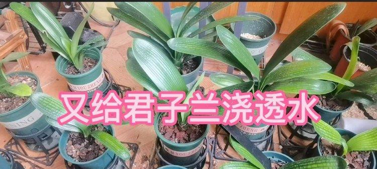 黑料怎么浇君子兰水好不好？使用黑料的正确方法是什么？