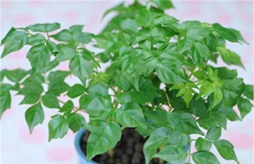 多肉绿色君子兰怎么养护和浇水？日常养护要点有哪些？