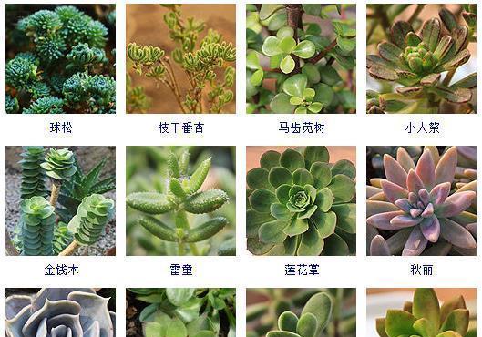 多肉绿色君子兰怎么养护和浇水？日常养护要点有哪些？