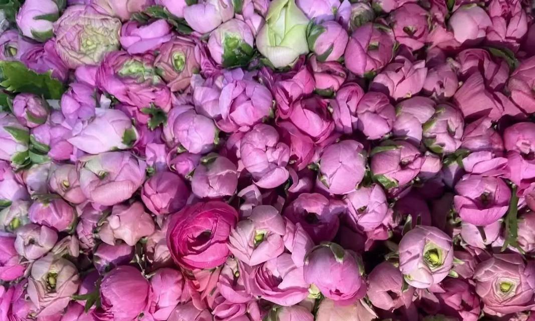洋牡丹花的花语有何特别之处？