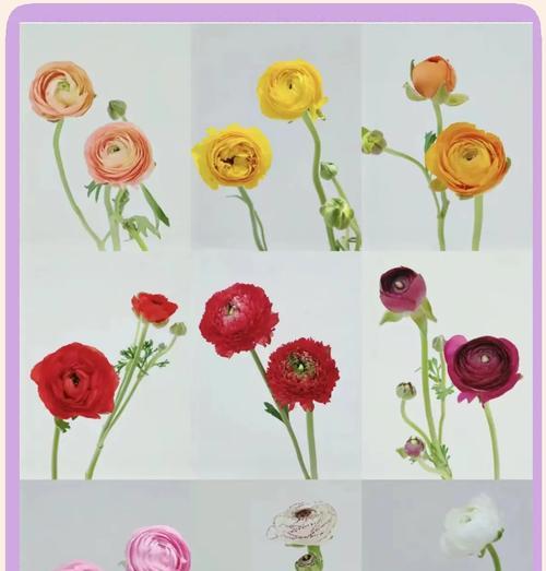 洋牡丹花的花语有何特别之处？