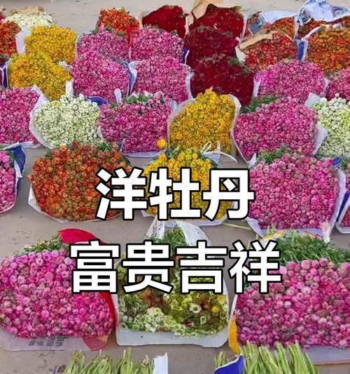 洋牡丹花的花语有何特别之处？