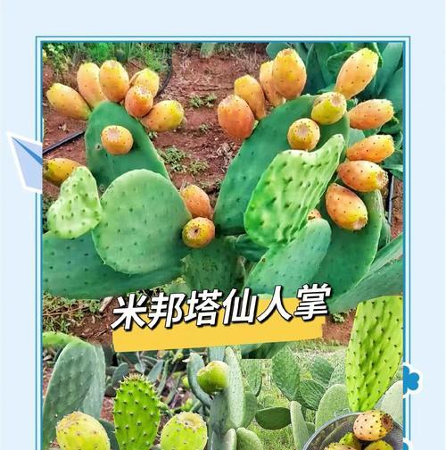 仙人掌种植方法是什么？如何正确栽种？