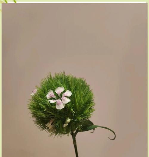 绿毛球的花语寓意是什么？绿毛球代表什么？