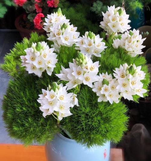 绿毛球的花语寓意是什么？绿毛球代表什么？