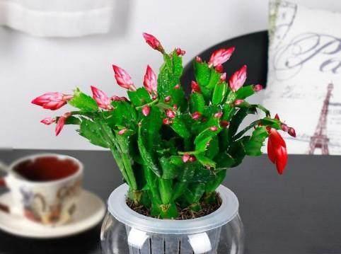 马蹄莲花仙人球养护管理技巧？常见问题解答？