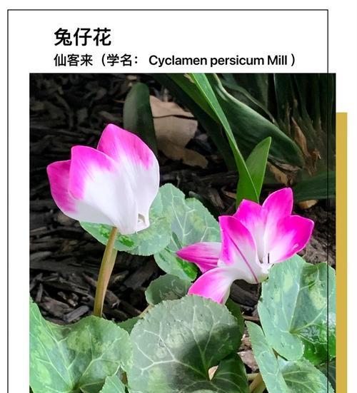 马蹄莲花仙人球养护管理技巧？常见问题解答？