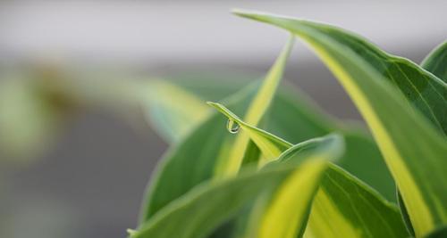 马蹄莲花仙人球养护管理技巧？常见问题解答？
