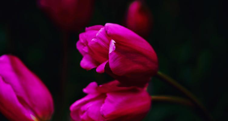 恋人心花的花语和寓意是什么？恋人心花代表了什么？