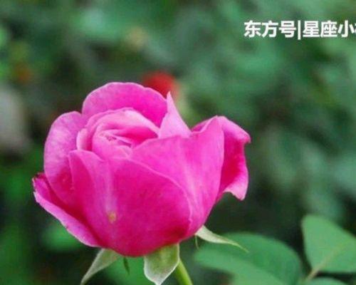 恋人心花的花语和寓意是什么？恋人心花代表了什么？