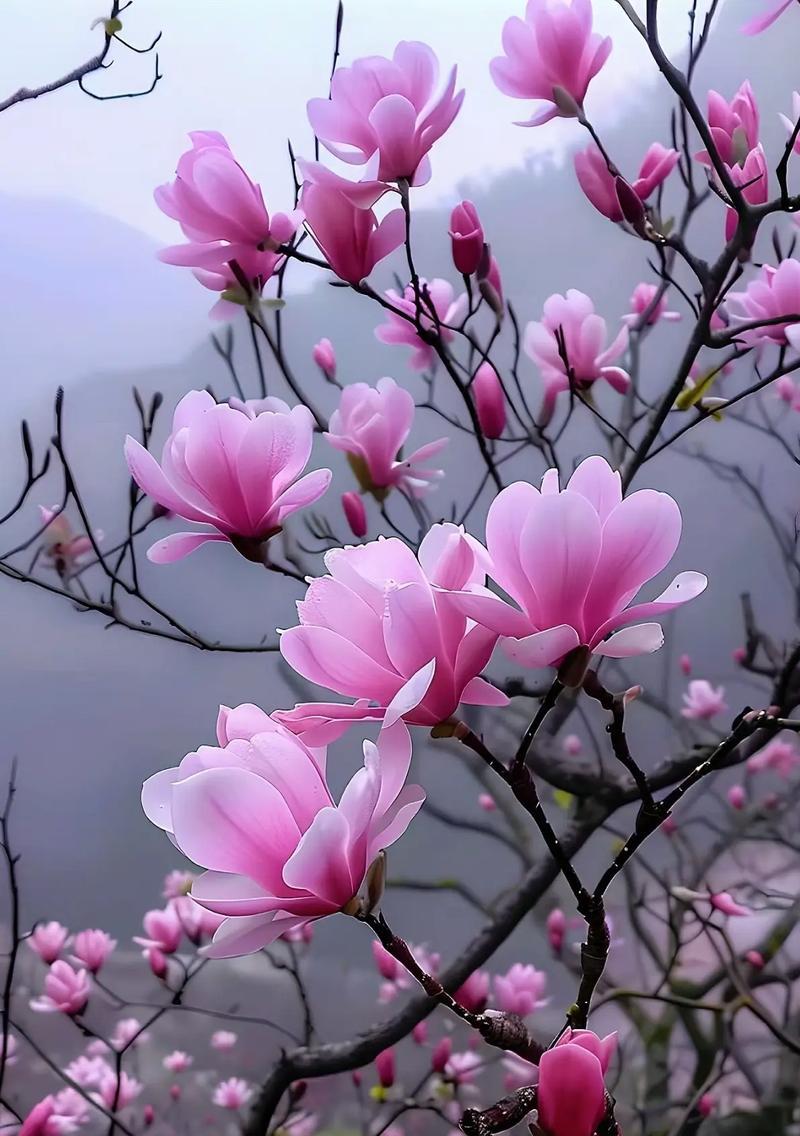 玉兰花花语是什么？玉兰花在花语中代表什么？