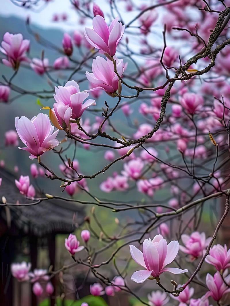 玉兰花花语是什么？玉兰花在花语中代表什么？