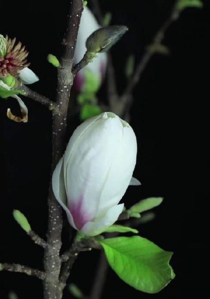 玉兰花花语是什么？玉兰花在花语中代表什么？