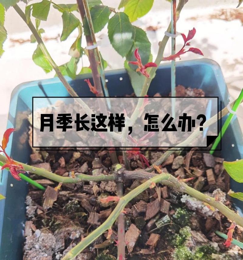 玫瑰花浇水量的控制方法是什么？
