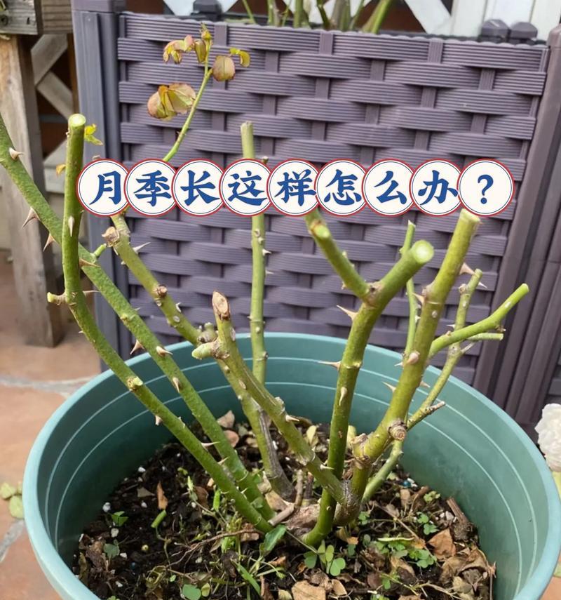 玫瑰花浇水量的控制方法是什么？
