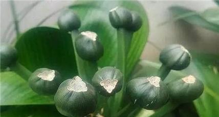 君子兰快速发芽的药物是什么？