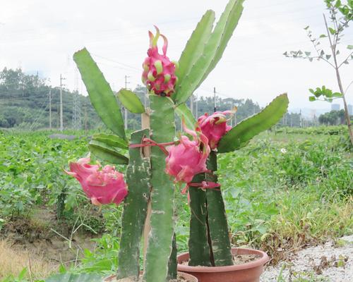 青果仙人掌苗种植的正确方法是什么？