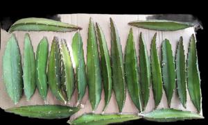 青果仙人掌苗种植的正确方法是什么？