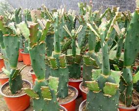 青果仙人掌苗种植的正确方法是什么？