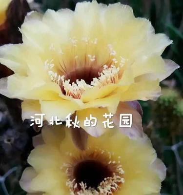 开黄花的仙人球繁殖方法是什么？