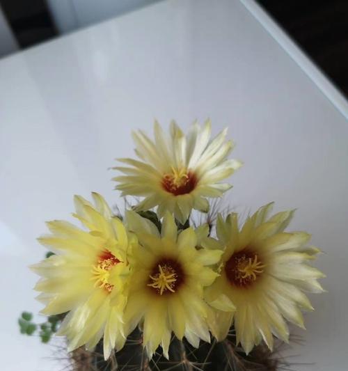 开黄花的仙人球繁殖方法是什么？
