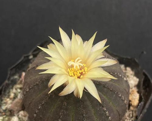 开黄花的仙人球繁殖方法是什么？