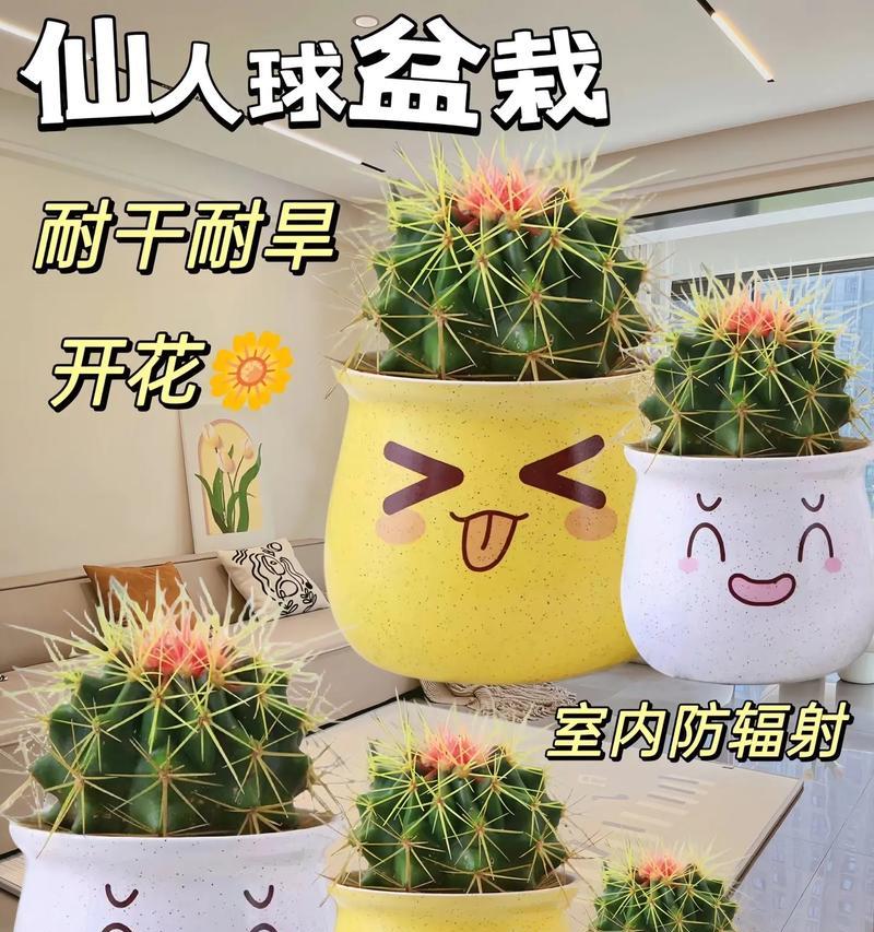 幼儿仙人球盆栽的正确养护方法是什么？