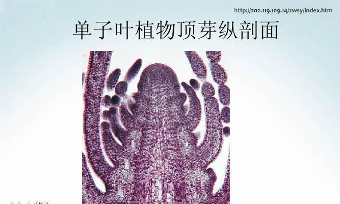 牡丹花顶芽形成条件是什么？如何促进顶芽生长？