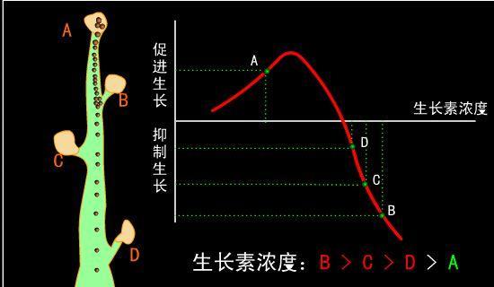 牡丹花顶芽形成条件是什么？如何促进顶芽生长？