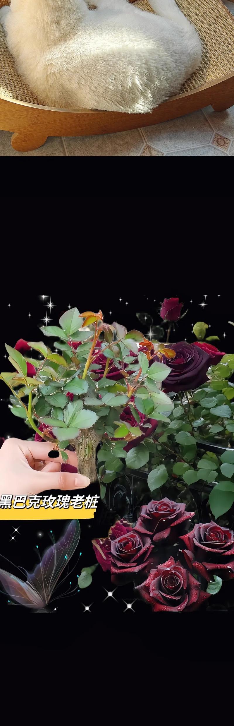 老桩玫瑰花黑色怎么养？如何处理这种特殊颜色的玫瑰花？