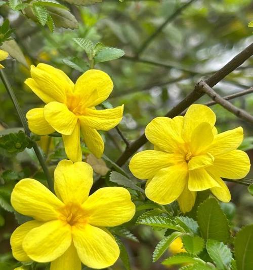 冬季花卉的温暖寓意是什么？