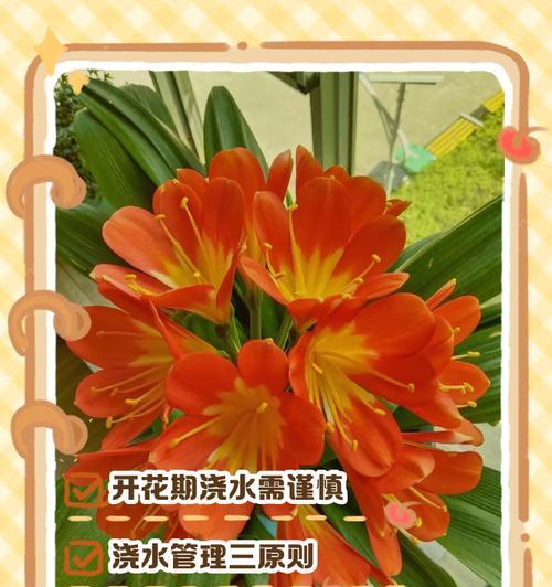 君子兰的开花时间是什么时候？如何促进其开花？