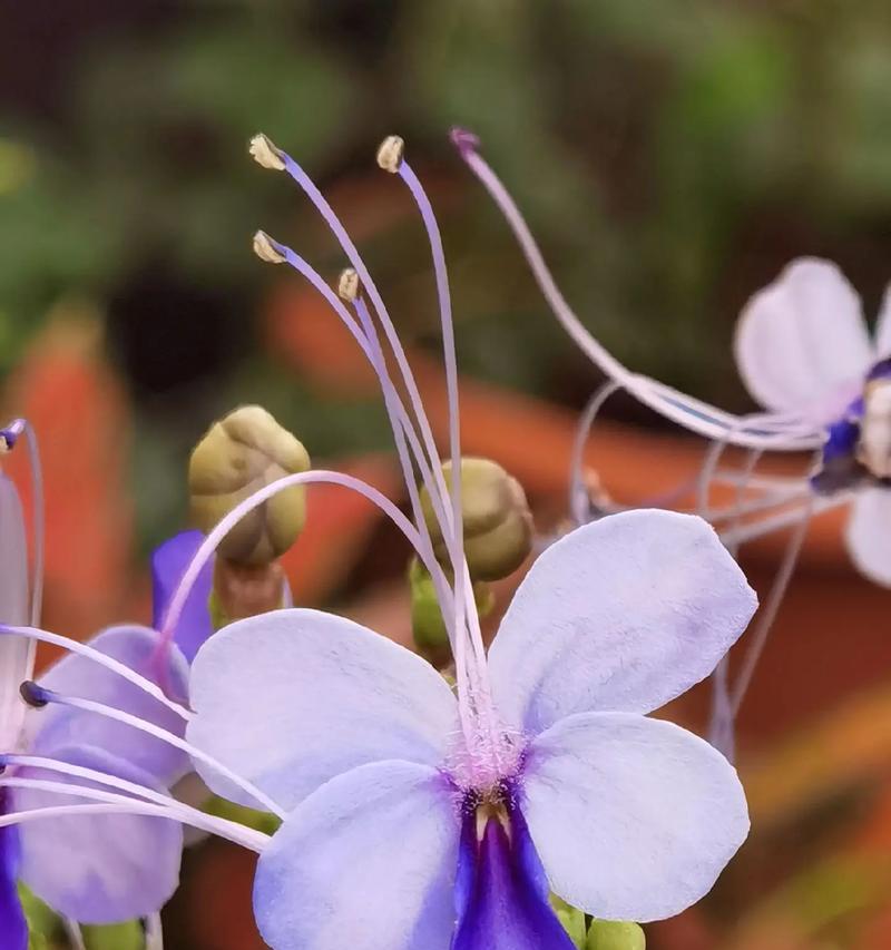 蝴蝶花束的花语代表什么？